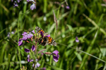 Mariposa posada