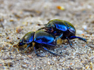 bug on the ground