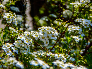 blossoming apple tree