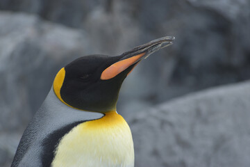 旭山動物園　ペンギン