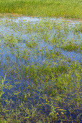Spring flooding of the coast of the countryside.