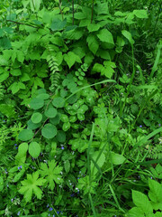green leaves background