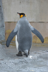 旭山動物園　ペンギン