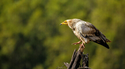 Red tailed hawk