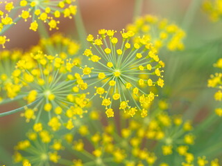 dill inflorescences taken in the garden close up