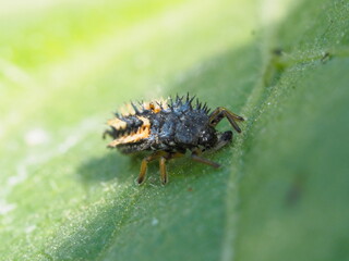 beetle close-up on a green leaf