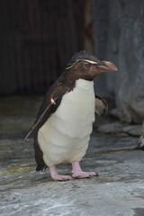 旭山動物園　ペンギン