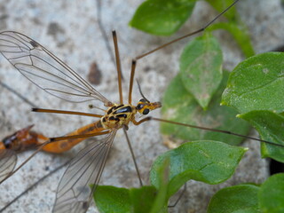 large mosquito close up on a stone against a background of green leaves