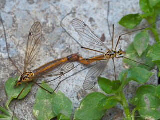 large mosquito close up on a stone against a background of green leaves