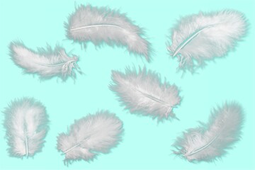 Feather.