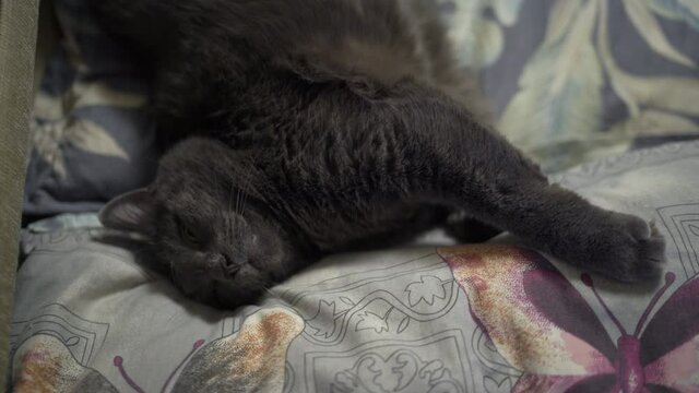 Relaxed gray cat sleeping with eyes open on bed, domestic cat sleep position.
