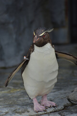 旭山動物園　ペンギン