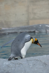 旭山動物園　ペンギン