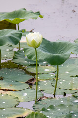 Lotus flower-a symbol of Buddhism