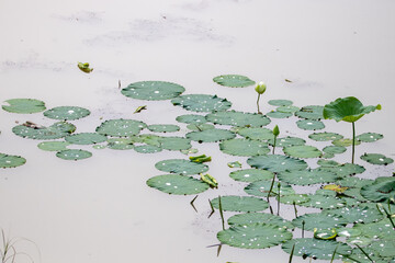 Lotus flower-a symbol of Buddhism
