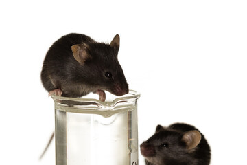 Healthy lean black mice play with a beaker and drink water with infinity white background