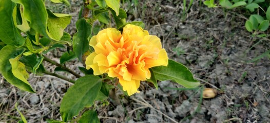 The beautiful yellow flower symbolizes Bright, cheerful and joyful create warm feelings and provide happiness.