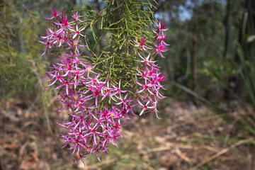 Obraz premium Pink and purple small flowers. Named Kimberley Heath or Turkey Bush. Scientific name: Calytrix exstipulata. Seen during the dry season at Litchfield national park, Northern Territory NT, Australia