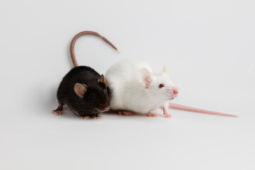 black and white mice play together with white background