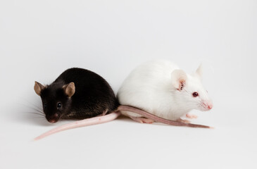 black and white mice play together with white background