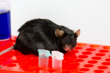 A black obese mouse with testing tubes and diet