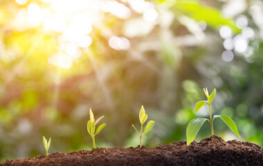 Agriculture and plant grow sequence with morning sunlight and bokeh green blur background. 