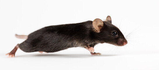 Closeup of a health black mouse with infinity white background