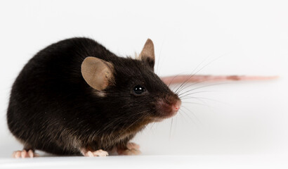 Closeup of a health black mouse with infinity white background
