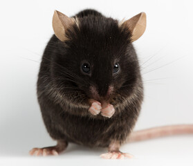 Closeup of a health black mouse with infinity white background