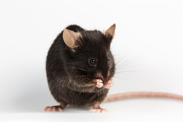 Closeup of a health black mouse with infinity white background