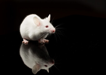 A white mouse with black background