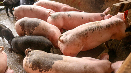Many very white pigs in the pen	