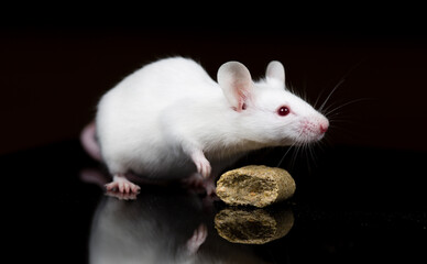white mouse eating food with black background