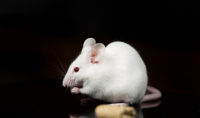 white mouse eating food with black background