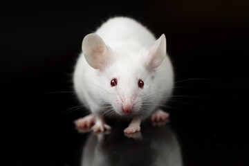 Fototapeta na wymiar A white mouse with black background
