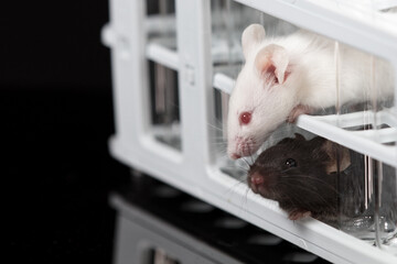 laboratory mice play on tube rack