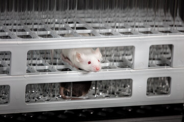 Mice play on tube rack in laboratory, with black background