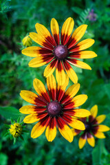 Rudbeckia flower blossoms in summer