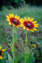 Rudbeckia flower blossoms in summer