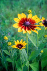Rudbeckia flower blossoms in summer