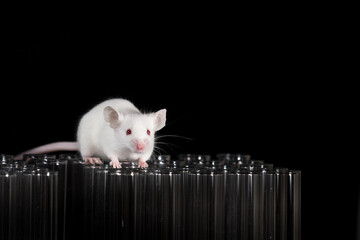 laboratory mice play on testing tubes