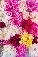 colorful peonies on pink background