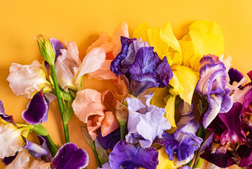 Fototapeta na wymiar irises on the colorful background