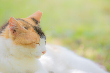 日向ぼっこする猫