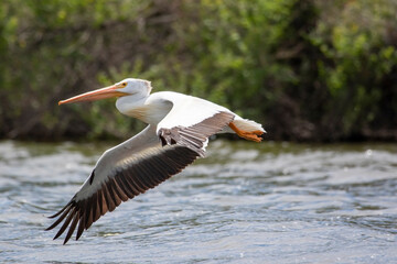 pelican in flight