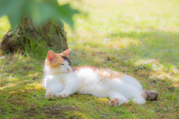 日向ぼっこする猫