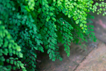 green leaves on the wall
