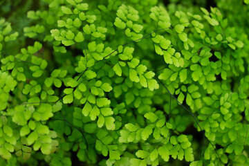 close up of green leaves