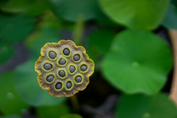 Lotus seeds closeup