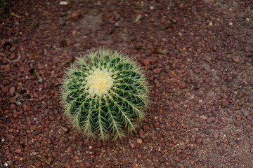cactus in the desert